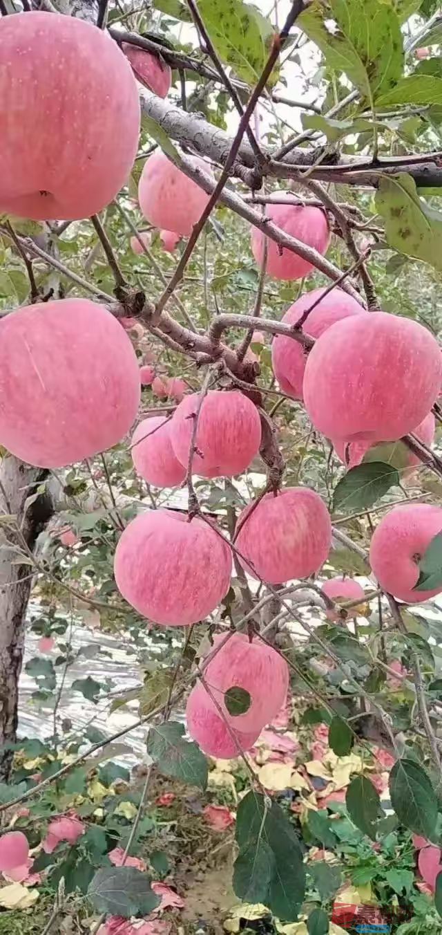 柴岁书20251019 (1).jpg