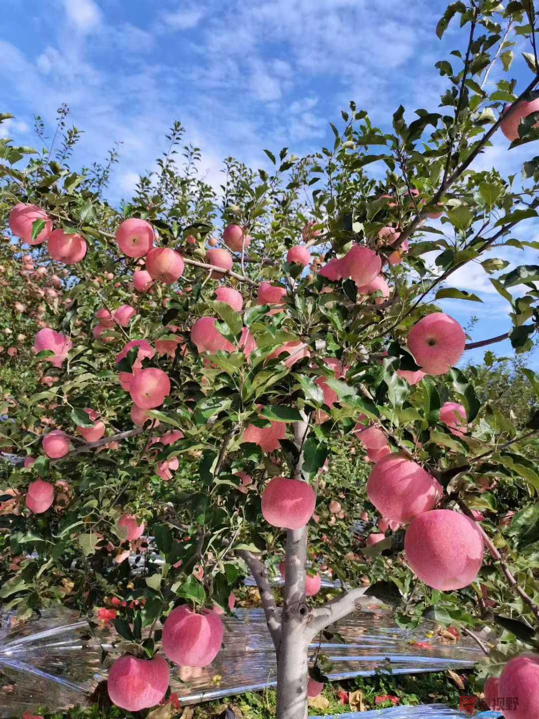 柴岁书20251019 (3).jpg