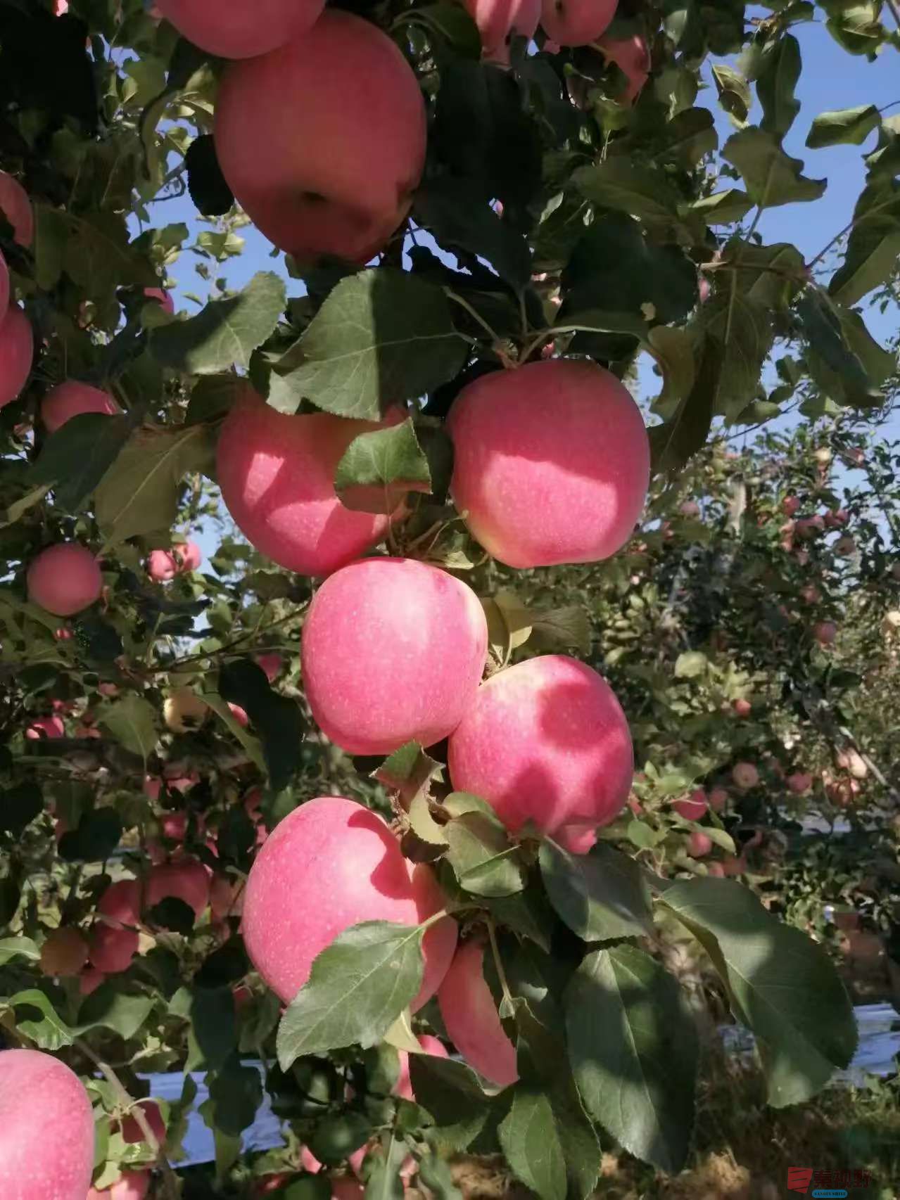 柴岁书20251019 (8).jpg