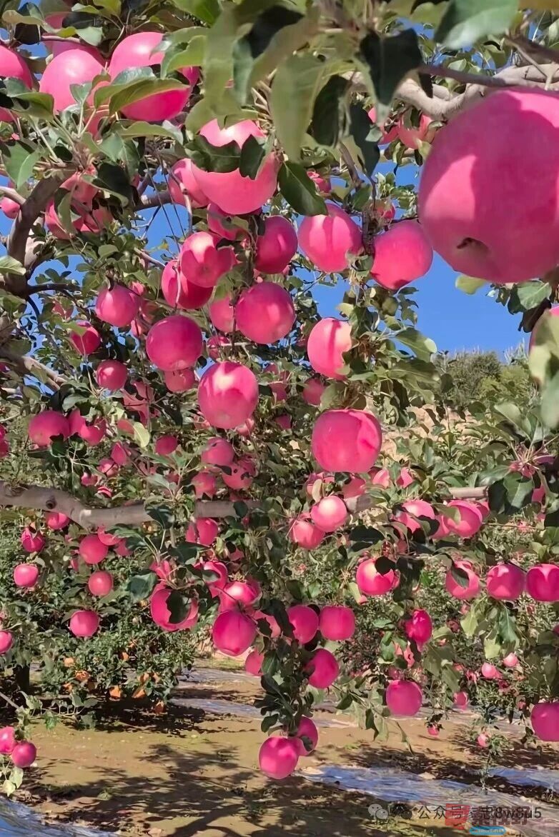 柴岁书20251019 (9).jpg