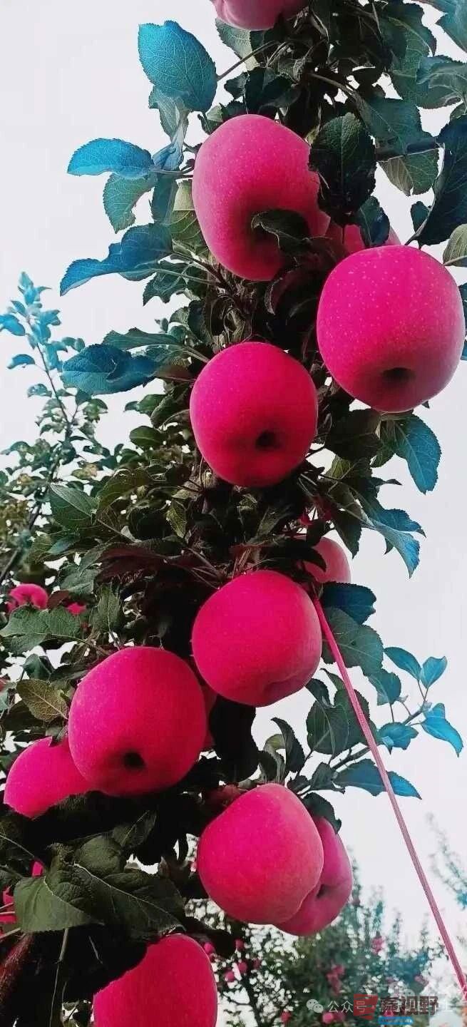 柴岁书20251019 (12).jpg