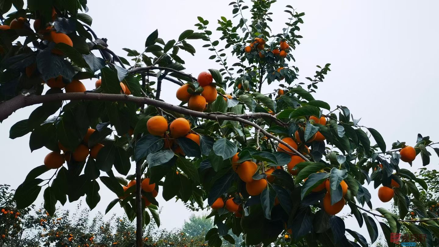 马世国20251019 (5).jpg