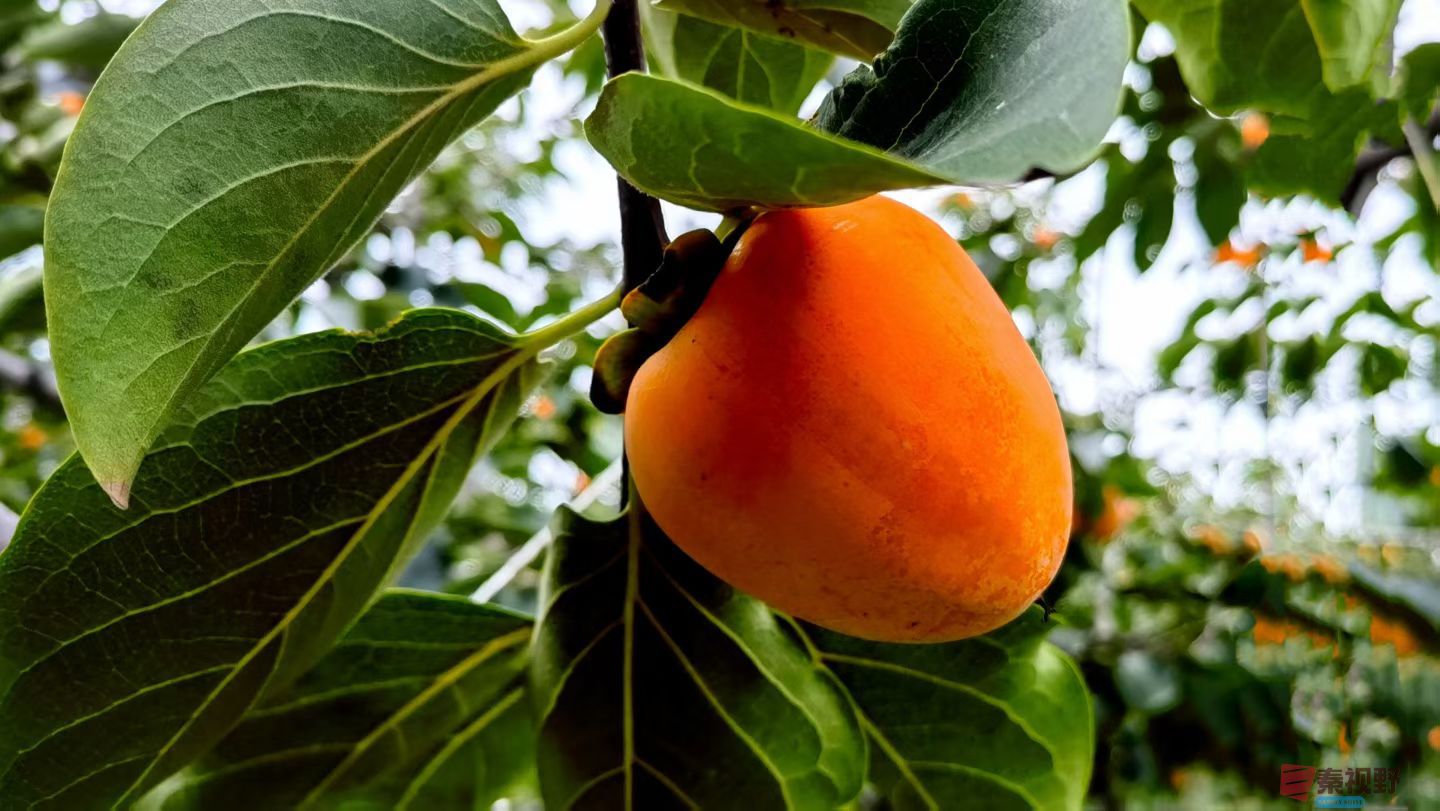 马世国20251019 (3).jpg