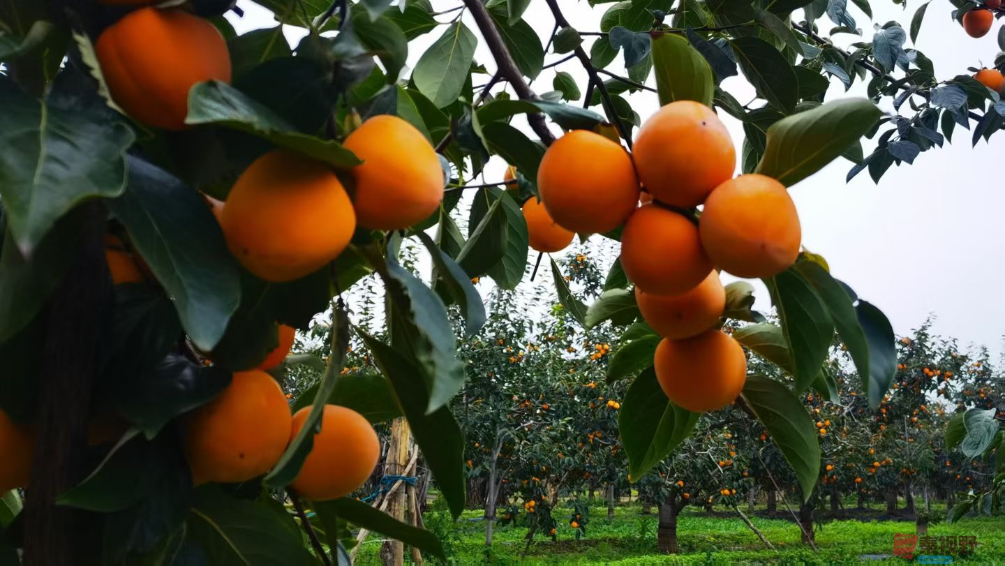 马世国20251019 (2).jpg