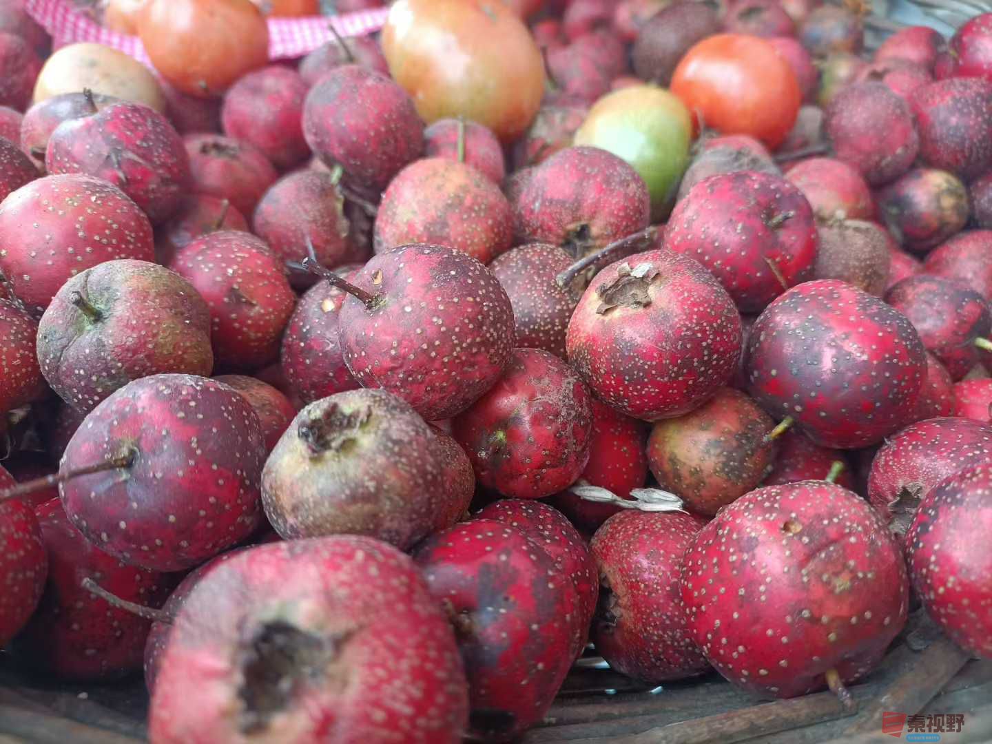 家乡的山楂树【摄影杨天赐】