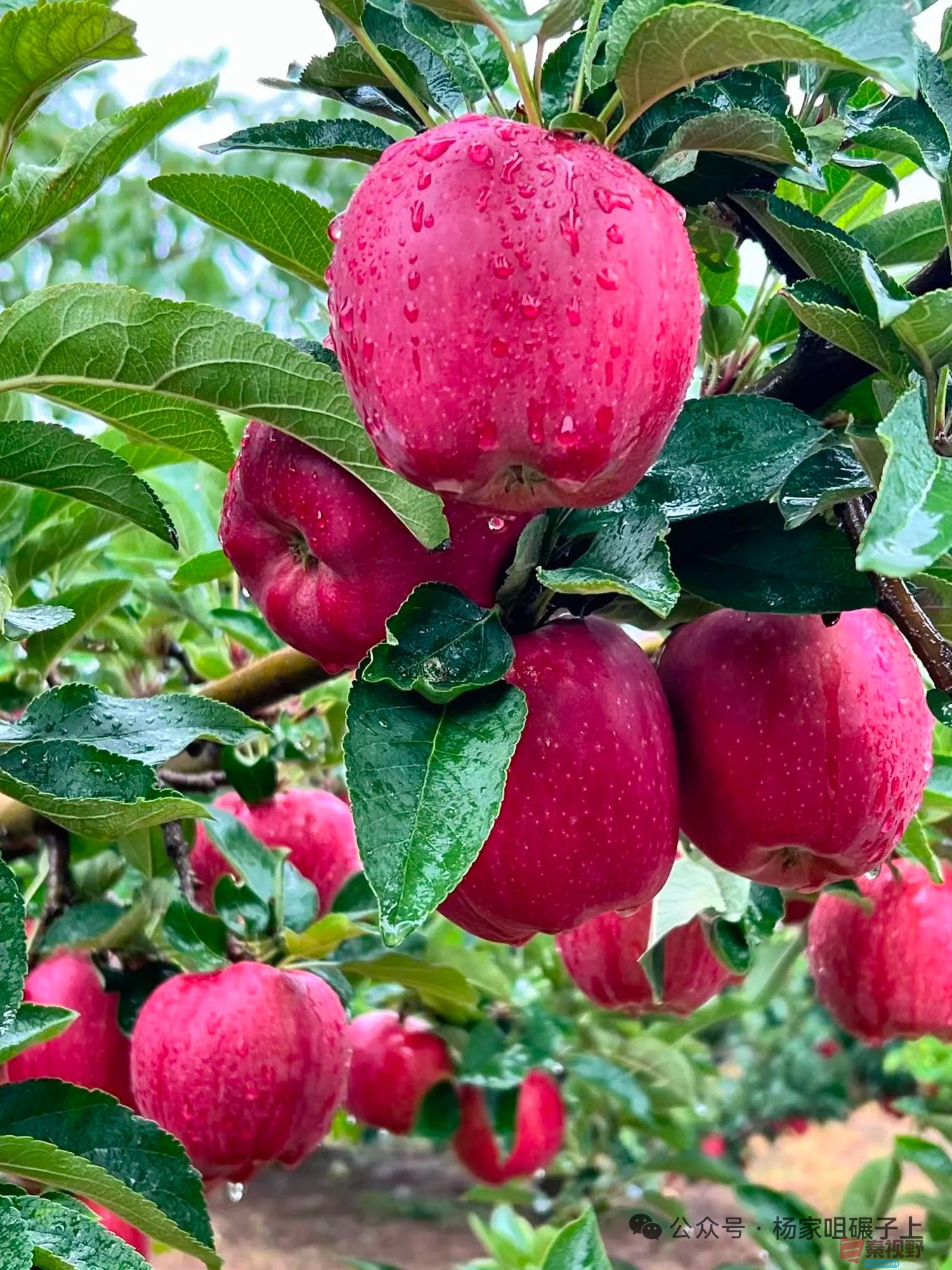 柴岁书20251019 (14).jpg