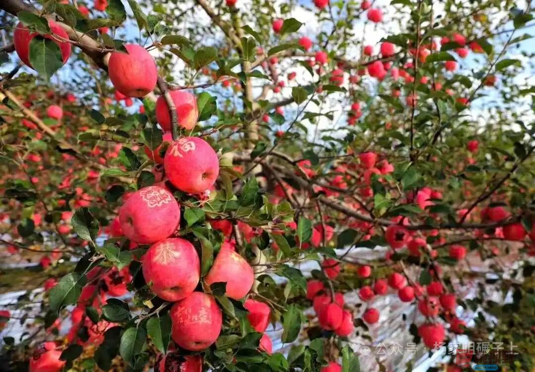 柴岁书20251019 (17).jpg