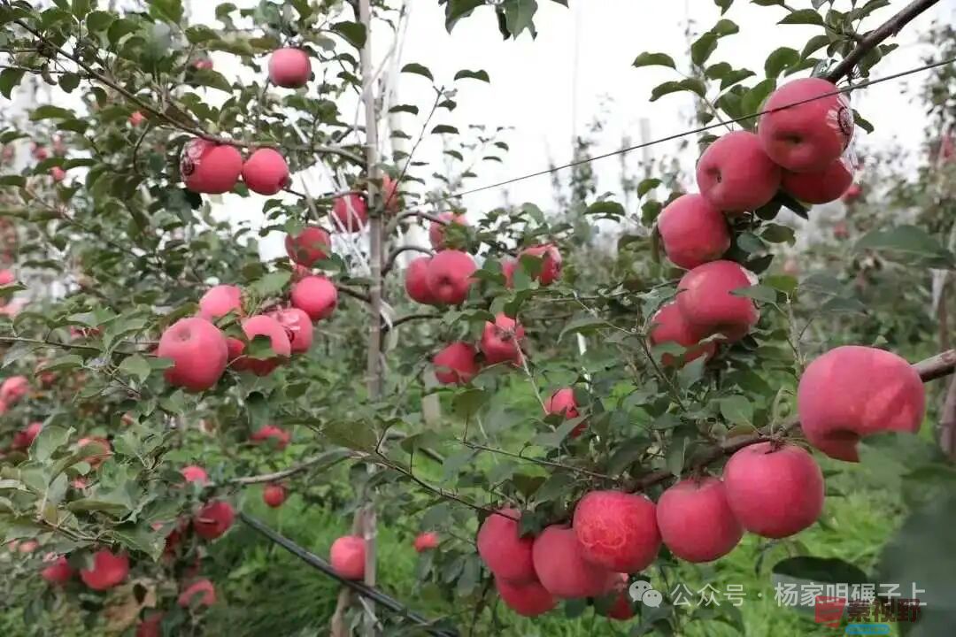 柴岁书20251019 (18).jpg