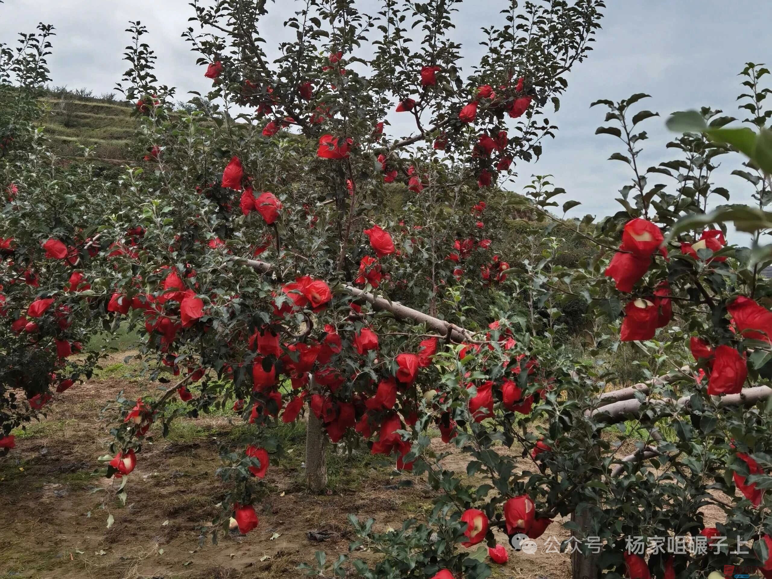 柴岁书20251019 (22).jpg