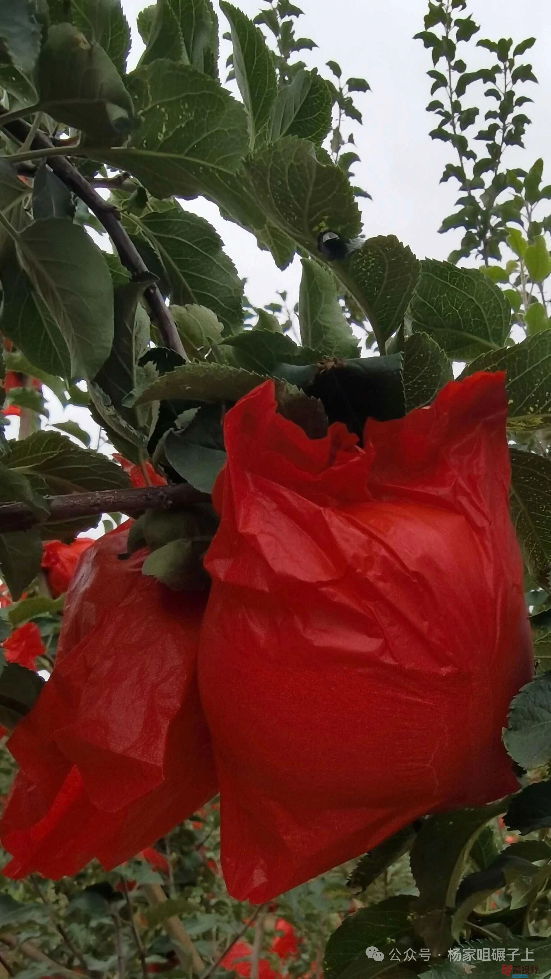 柴岁书20251019 (25).jpg