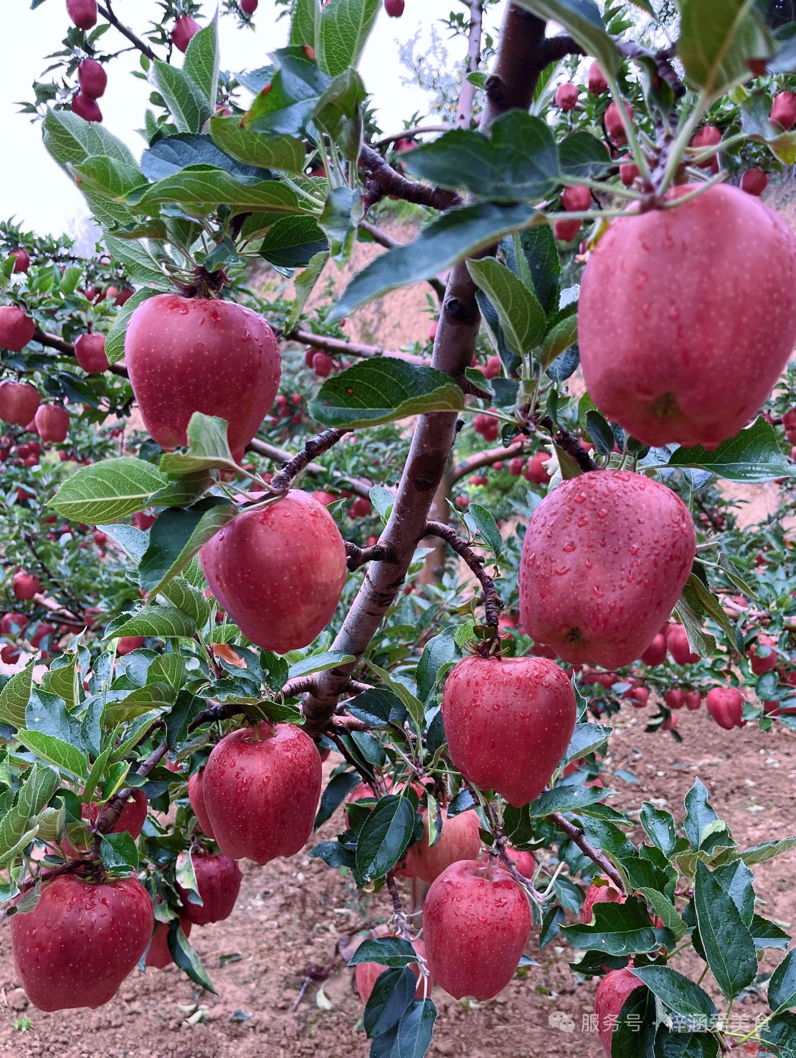 柴岁书20251019 (33).jpg