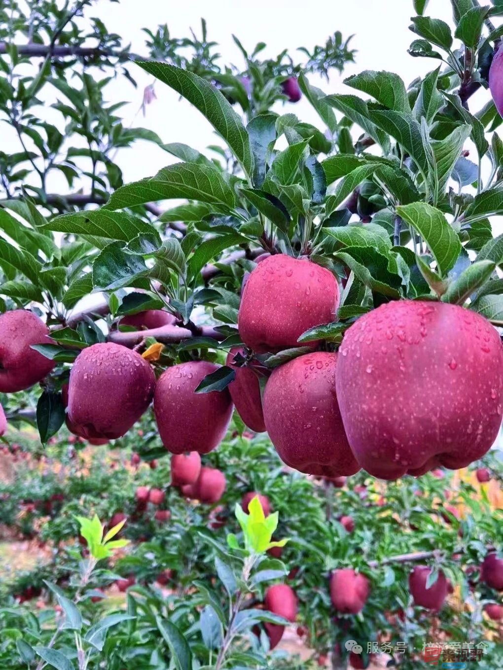 柴岁书20251019 (34).jpg