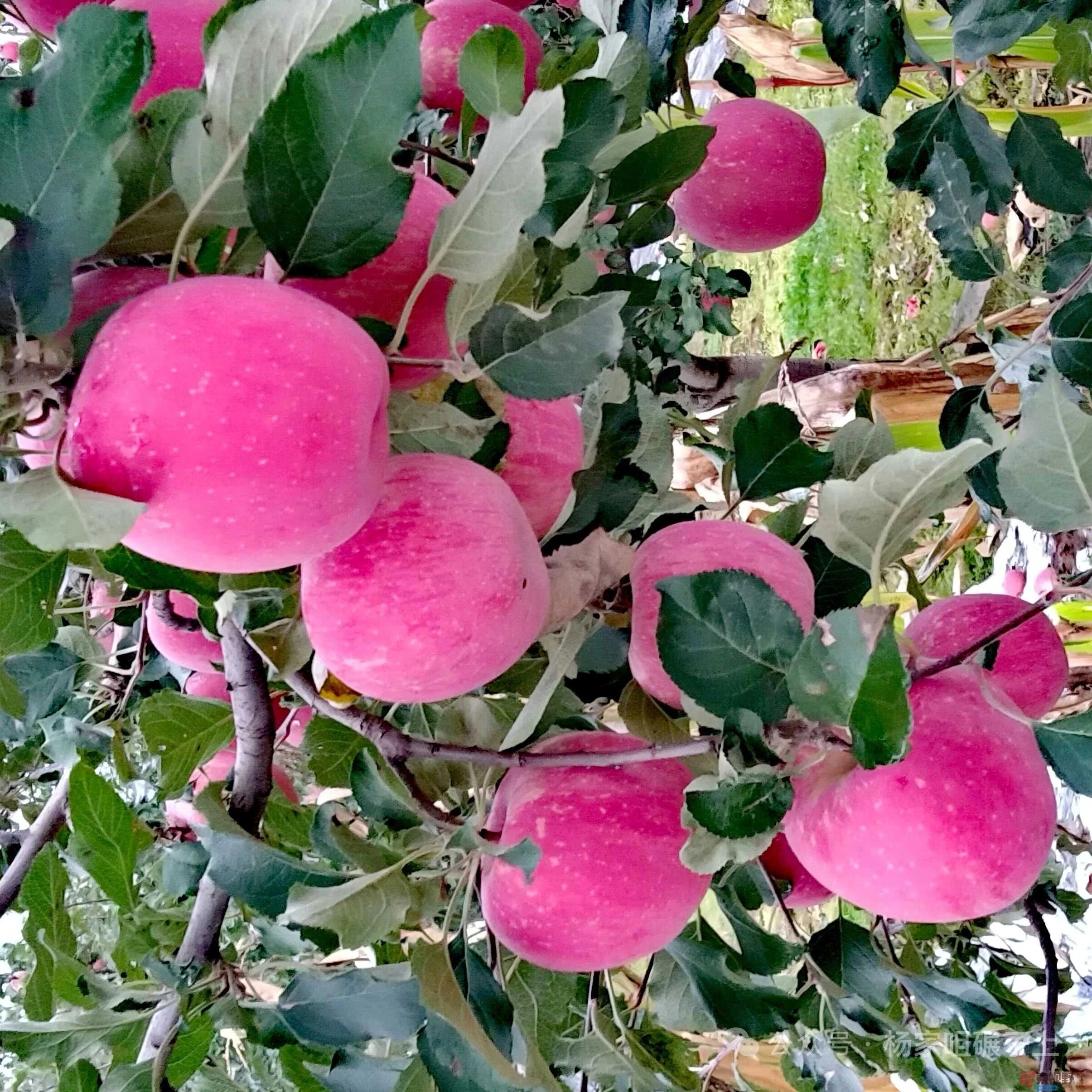 铜川耀州小丘今年苹果大丰收（3）【摄影柴岁书】