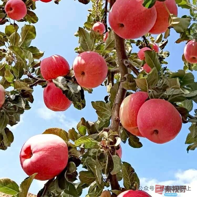 柴岁书20251019 (29).jpg