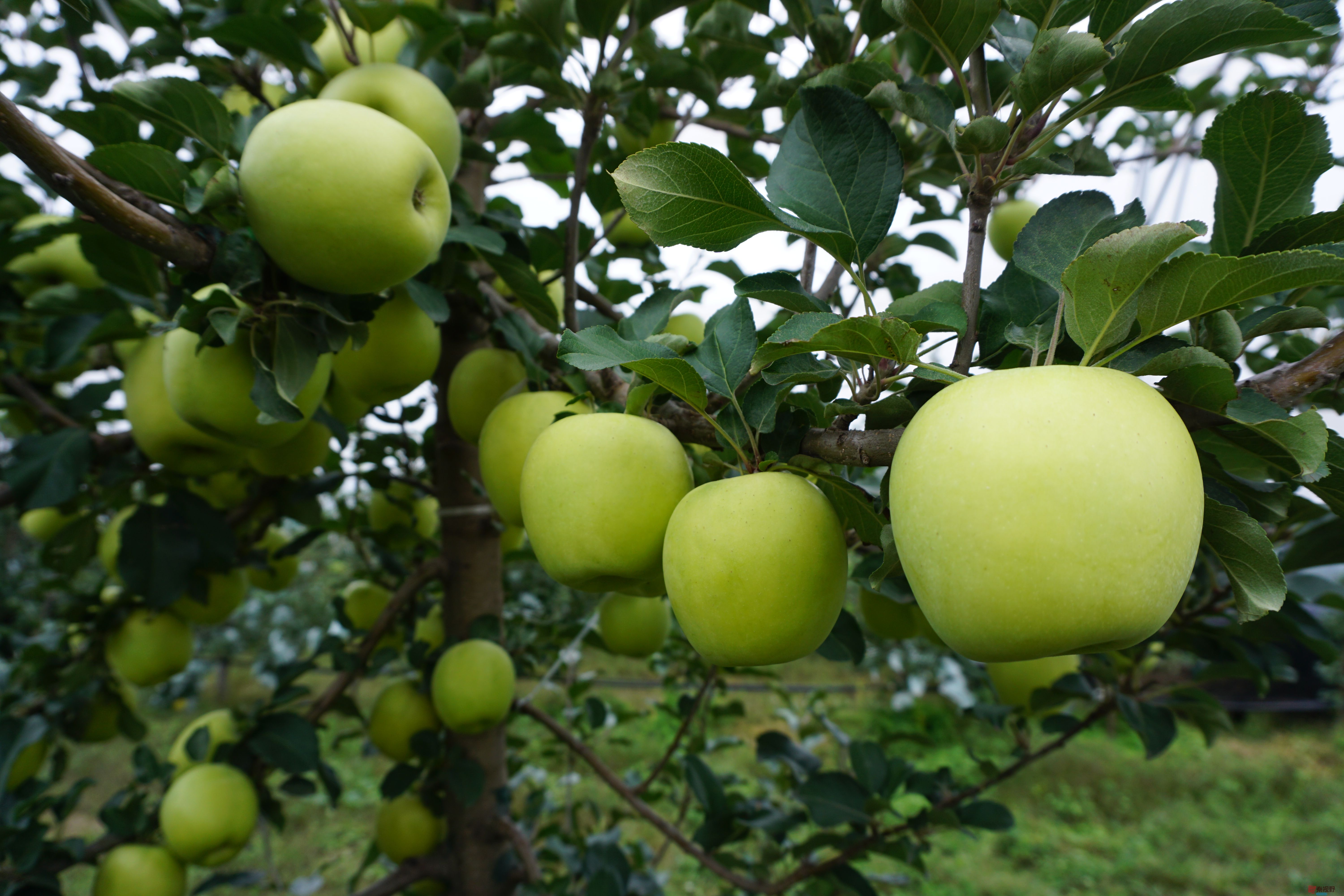 铜川耀州区瑞雪苹果大丰收【摄影孙宏伟】