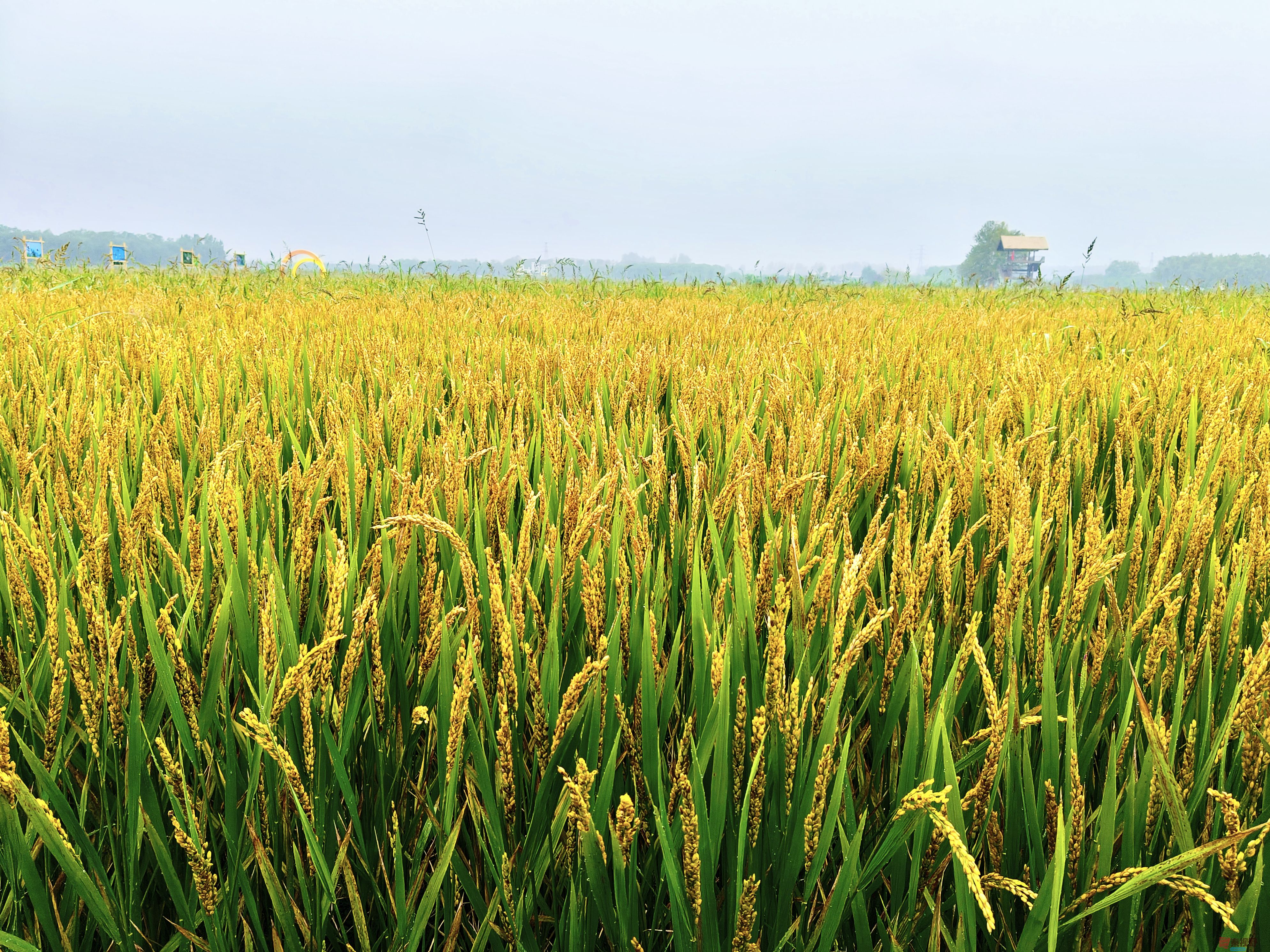 稻花香里说丰年【摄影任周民】
