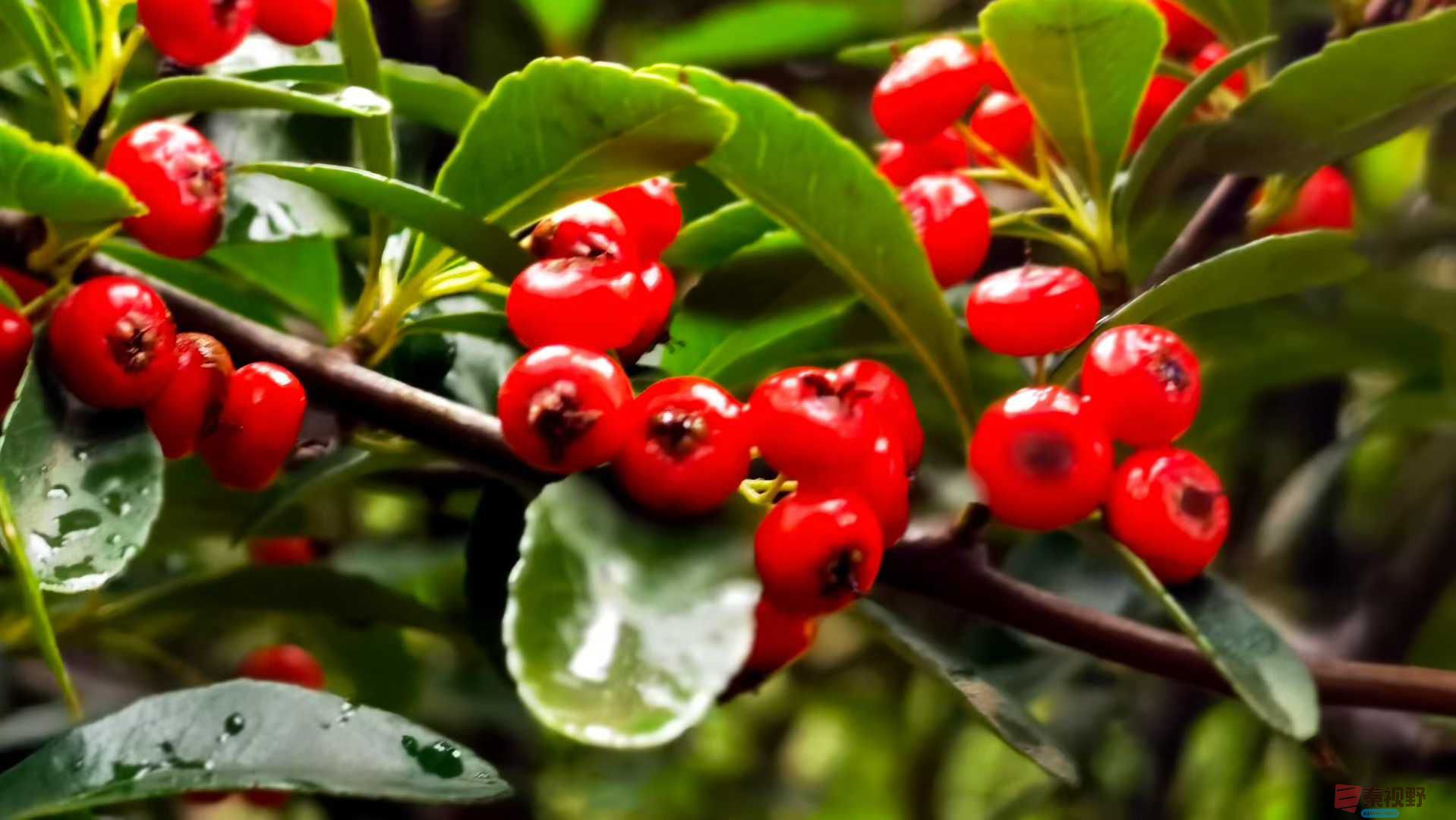 马世国_2025-10-21_091256_367 (2).jpg