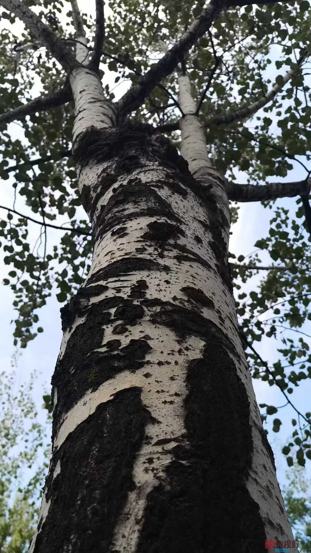 年轮【摄影马世国】