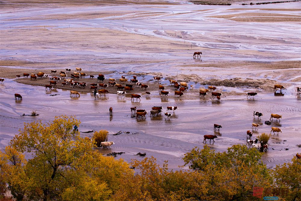 <strong>坝上美景【摄影张宝光】</strong>