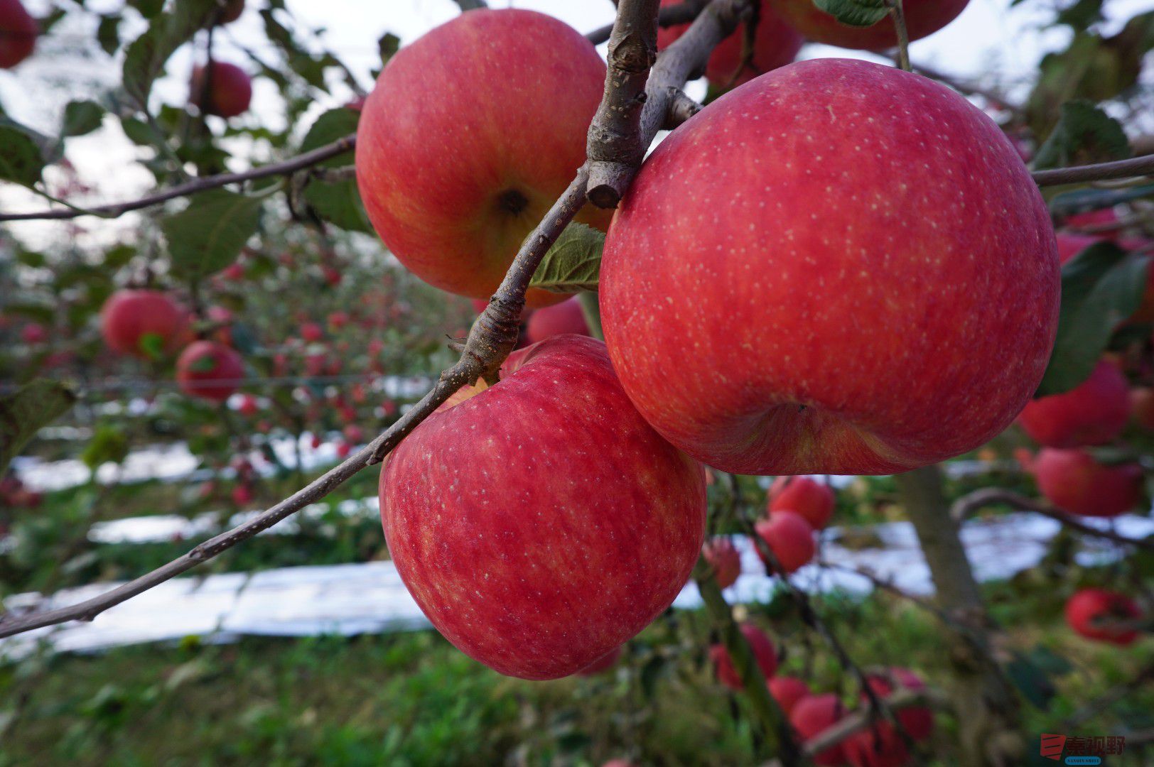 孙宏伟_20251024094401_49_469 (1).jpg