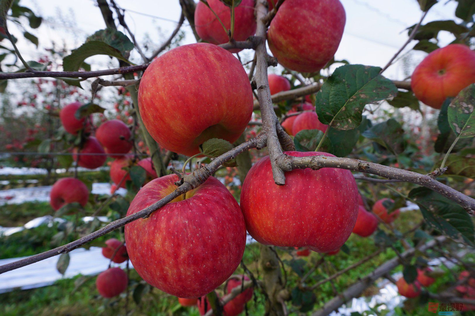 我们铜川耀州的苹果【摄影孙宏伟】