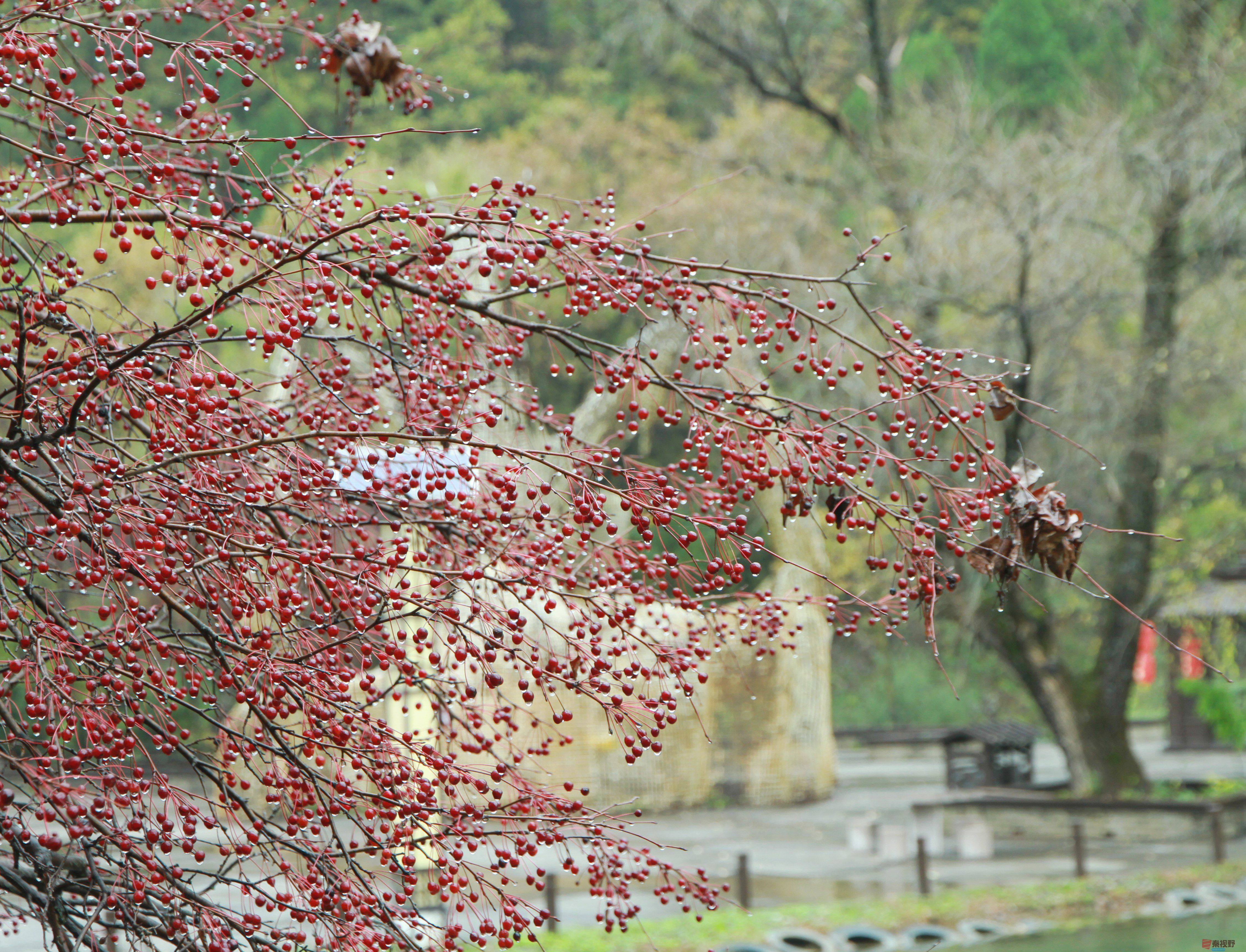 伍卸凤_20251023141409_1305_370 (16).jpg