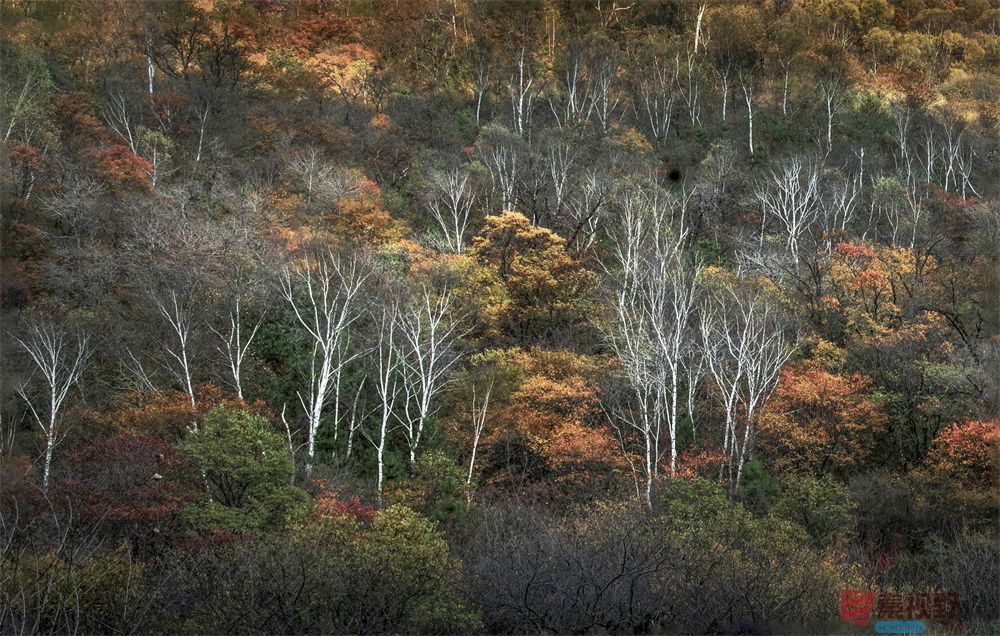 肖宝清压缩_20251023170949_2360_463 (2).jpg