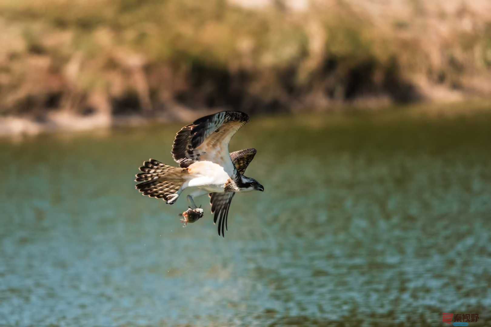 鹗刁鱼（1）【摄影袁小保】