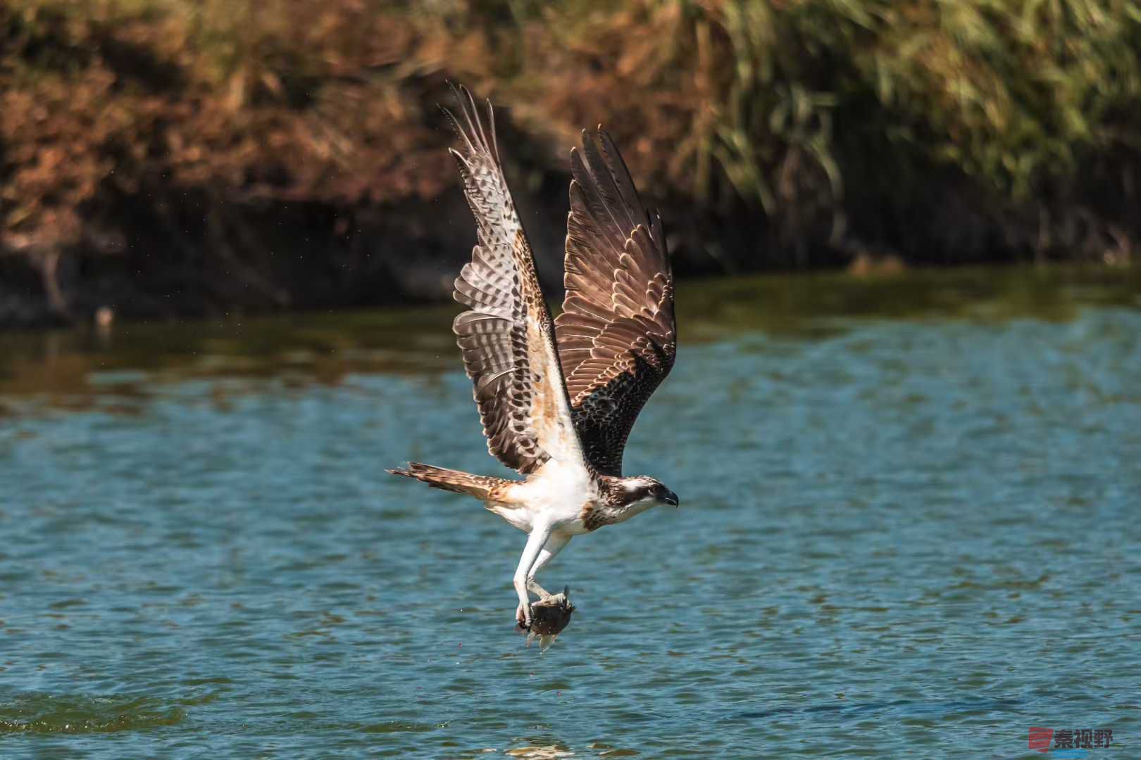 鹗刁鱼（2）【摄影袁小保】