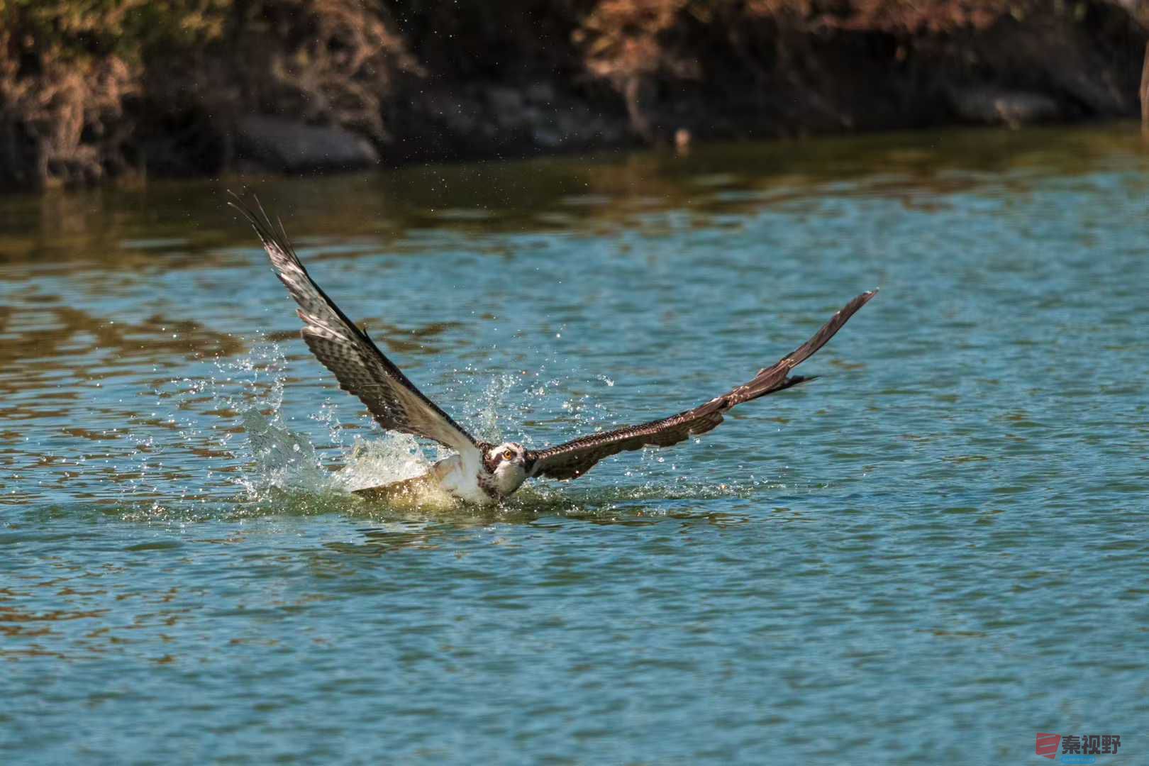 鹗刁鱼（3）【摄影袁小保】