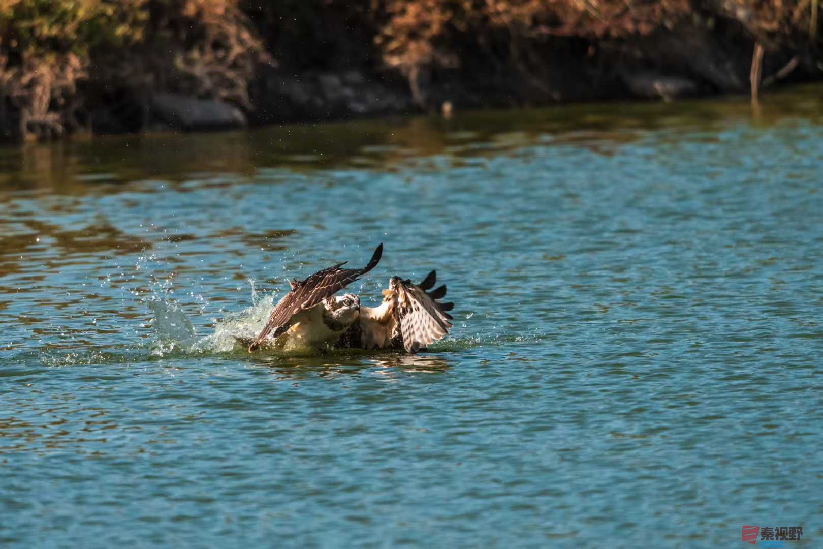 袁小保2025-10-25_205915_927 (4).jpg