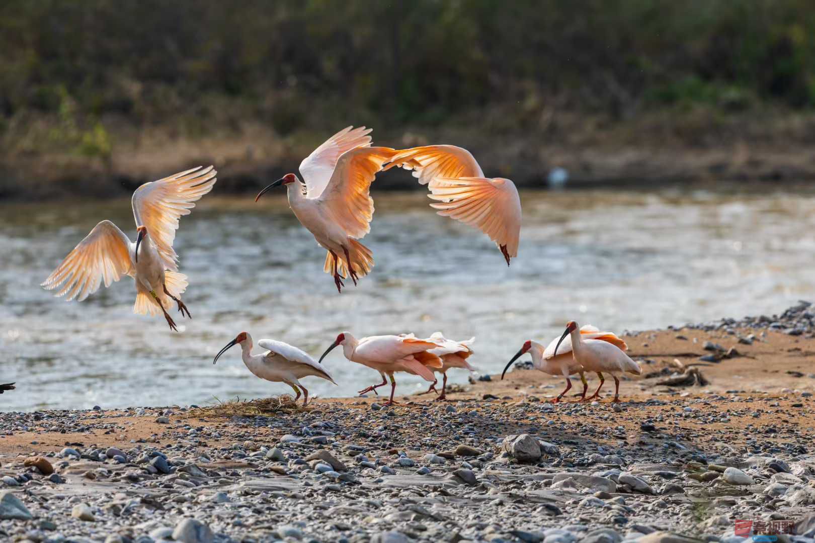 铜川柳林秋日朱鹮翩翩起舞（1）【摄影袁小保】