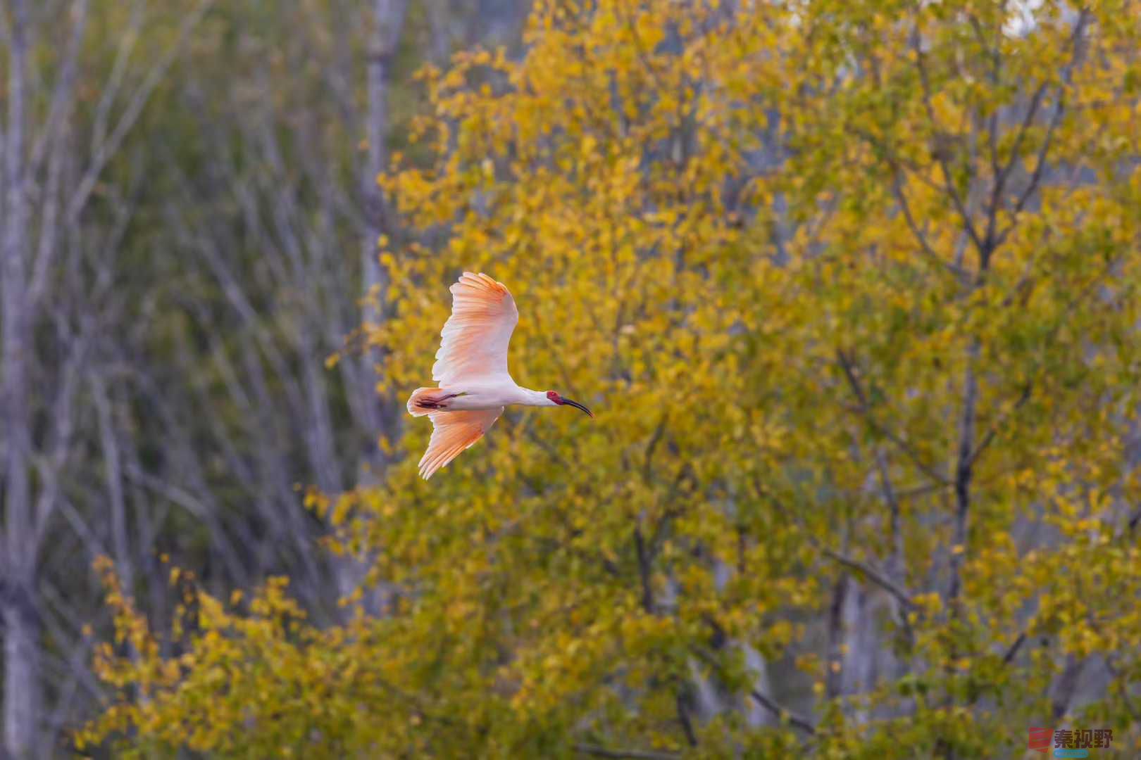 袁小保_2025-10-27_160550_589 (5).jpg