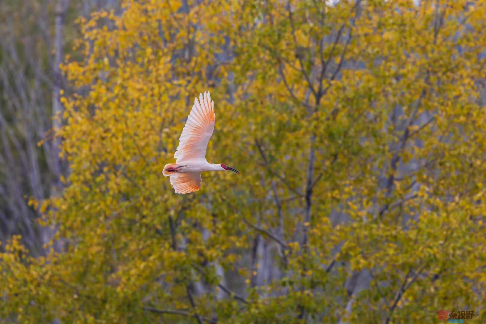 袁小保_2025-10-27_160550_589 (6).jpg