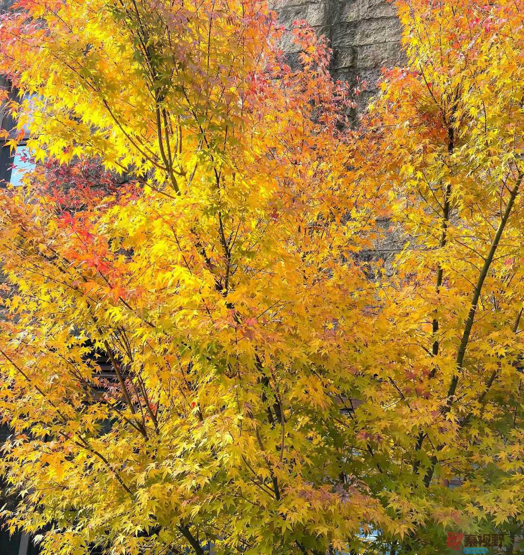 袁小保_2025-10-27_162903_082 (4).jpg