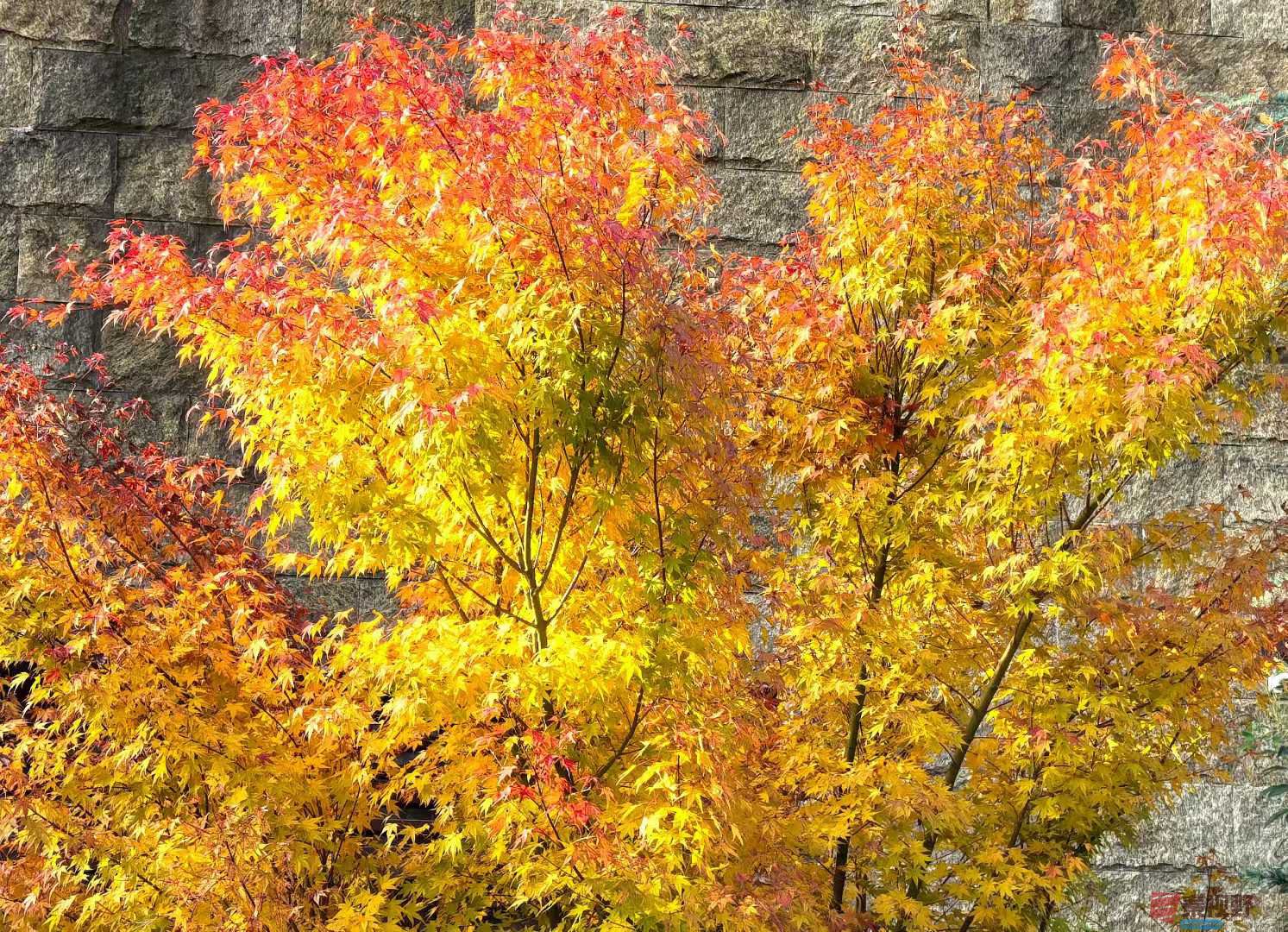 袁小保_2025-10-27_162903_082 (2).jpg