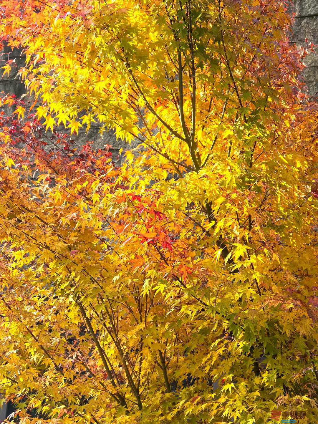 袁小保_2025-10-27_162903_082 (3).jpg