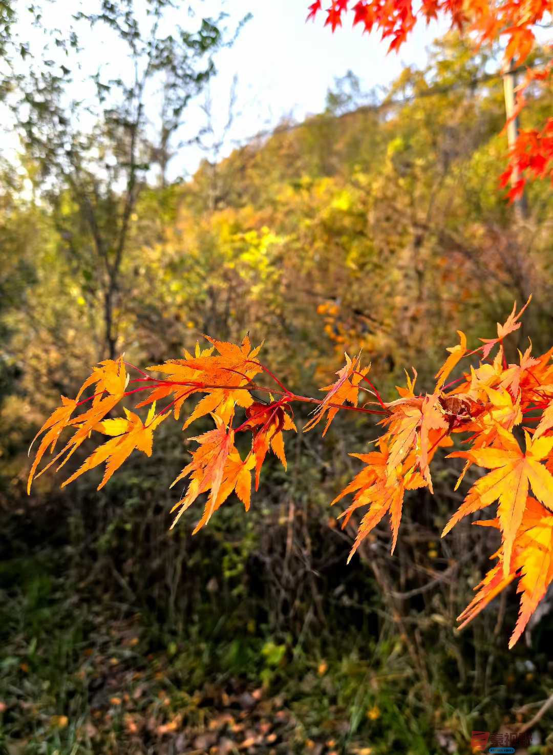 袁小保_2025-10-27_162903_082 (7).jpg