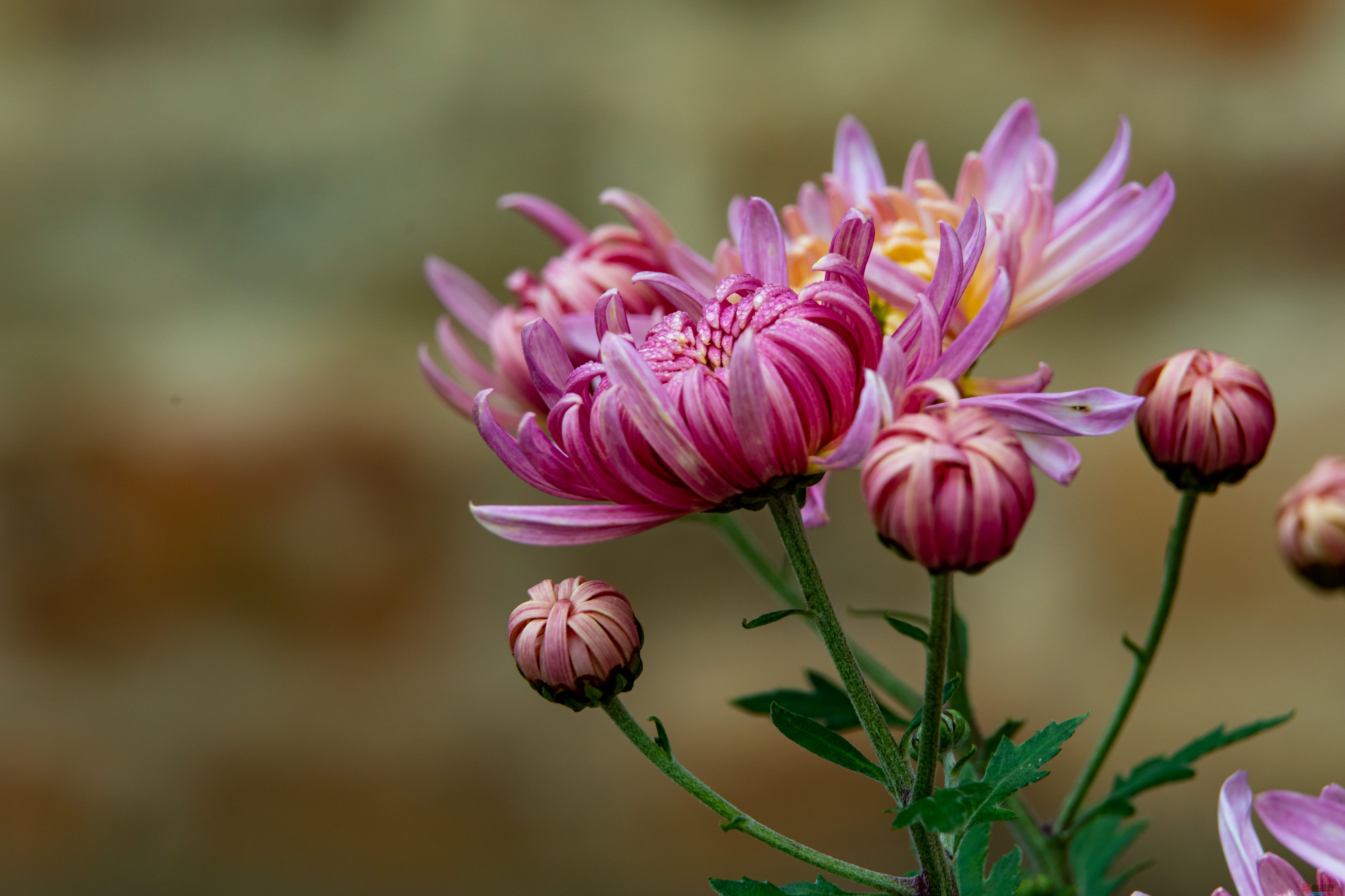 张宝光_20251029213345_2507_463 (1).jpg