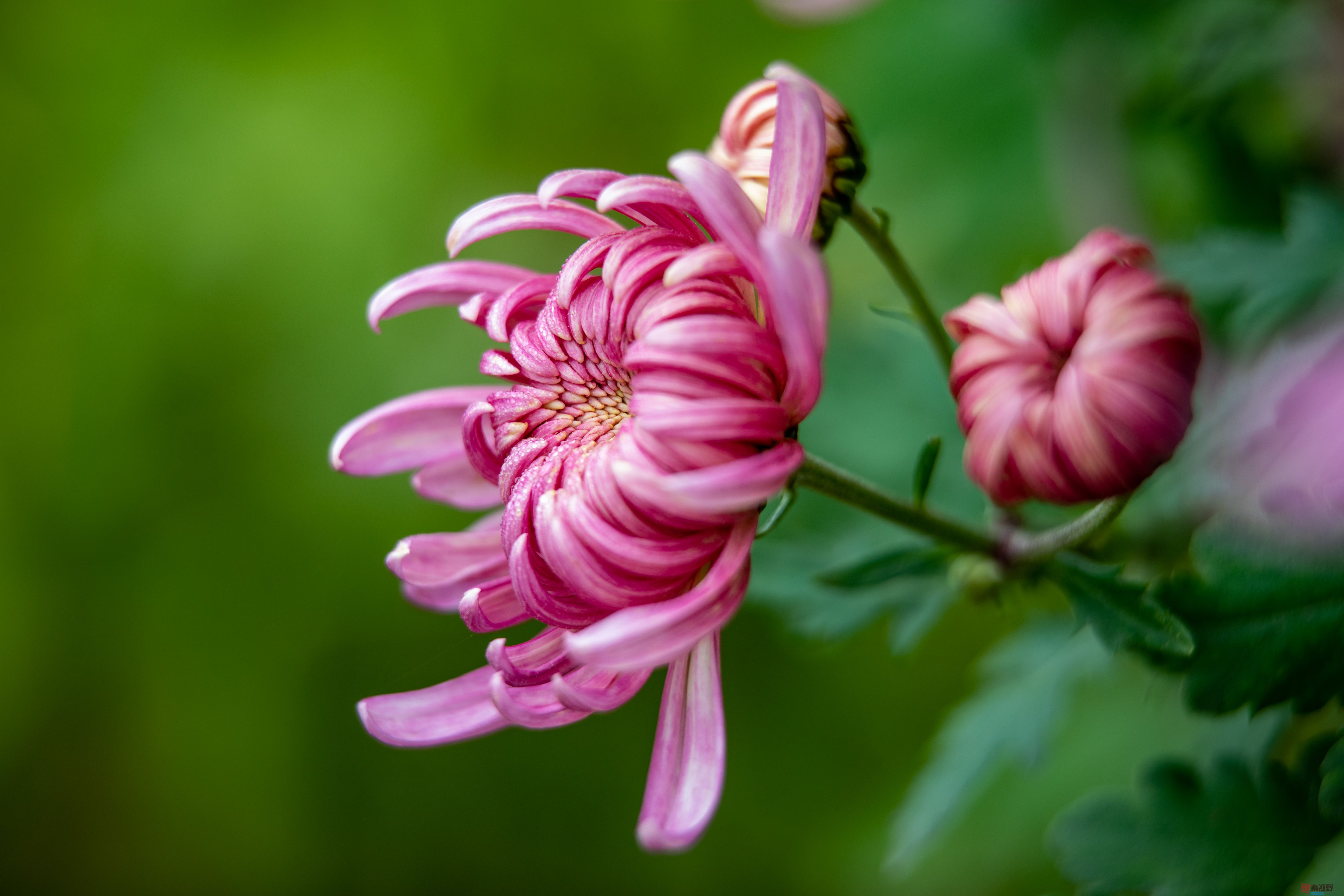 张宝光_20251029213345_2507_463 (2).jpg