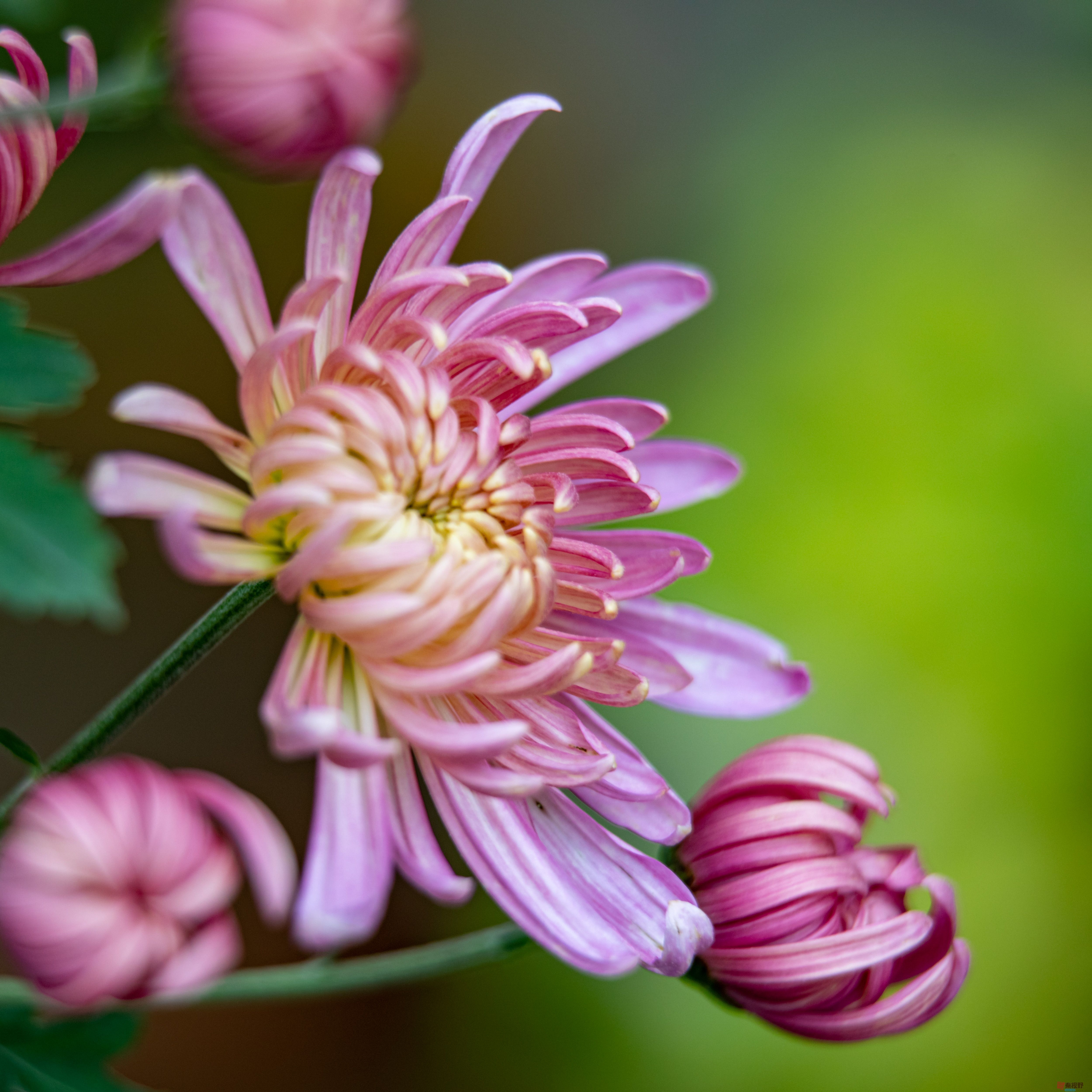 张宝光_20251029213345_2507_463 (3).jpg