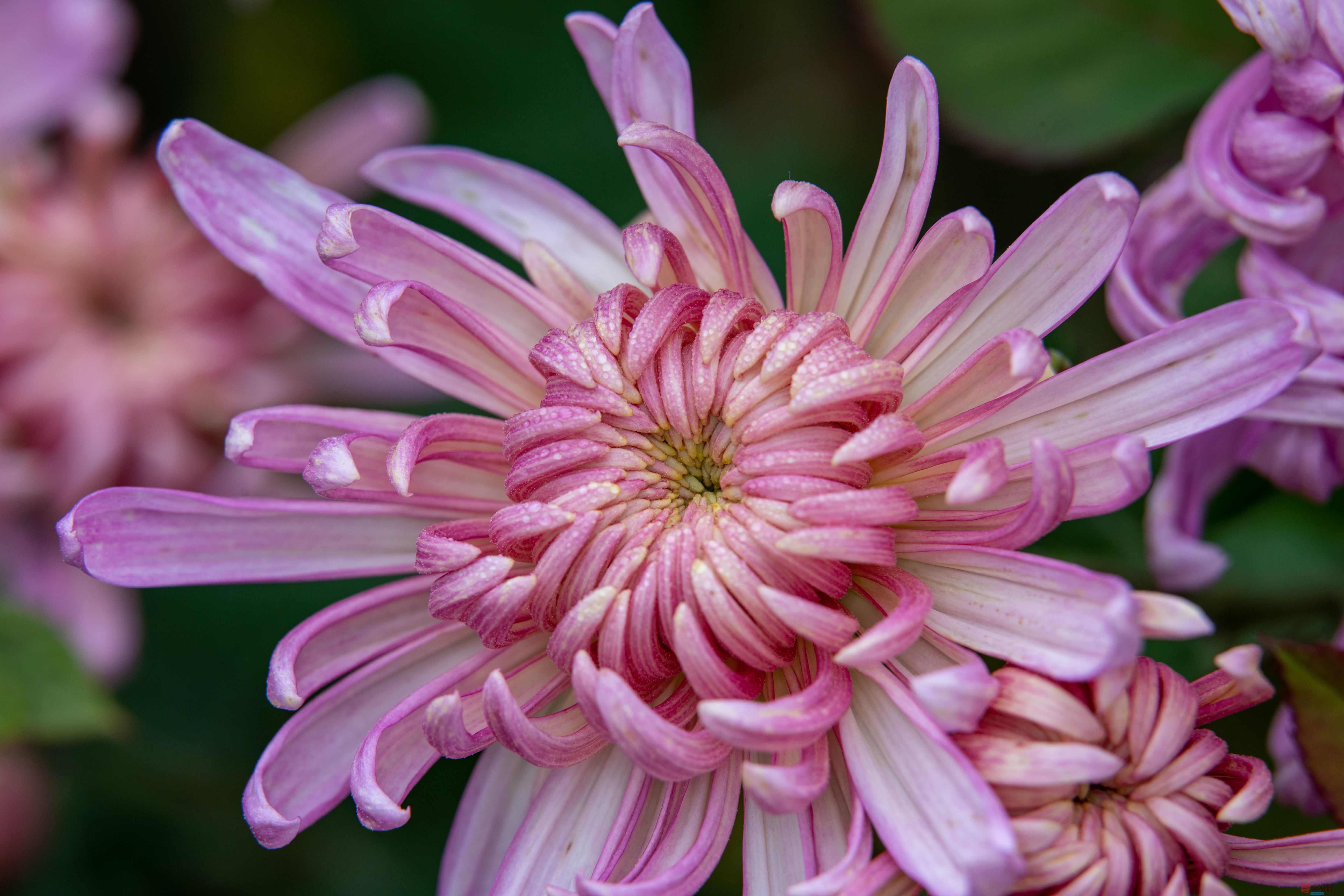 张宝光_20251029213345_2507_463 (10).jpg