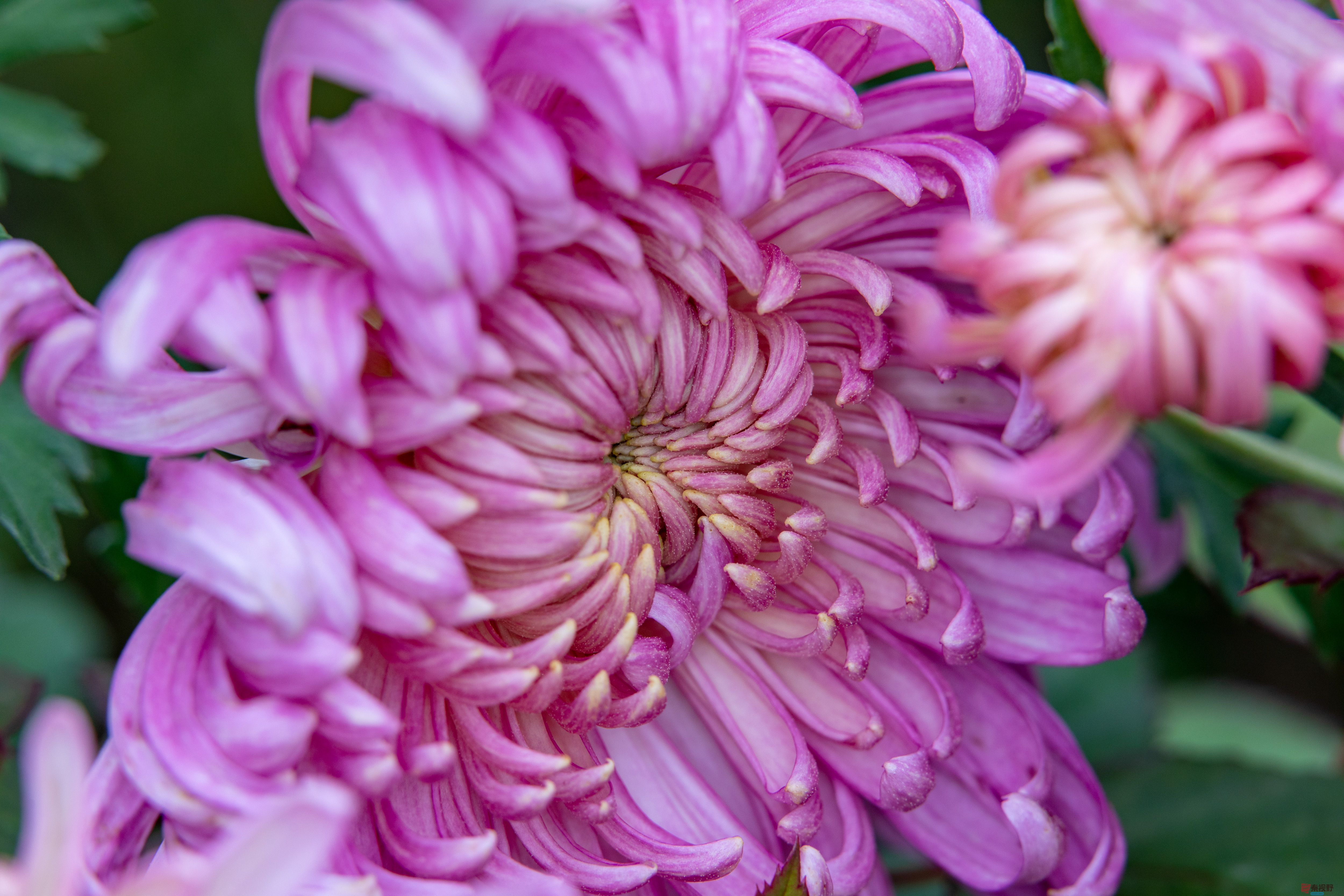 张宝光_20251029213345_2507_463 (11).jpg