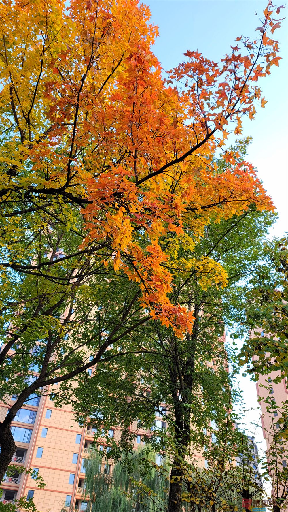 <strong>秋意沁心脾【摄影寇群利】</strong>