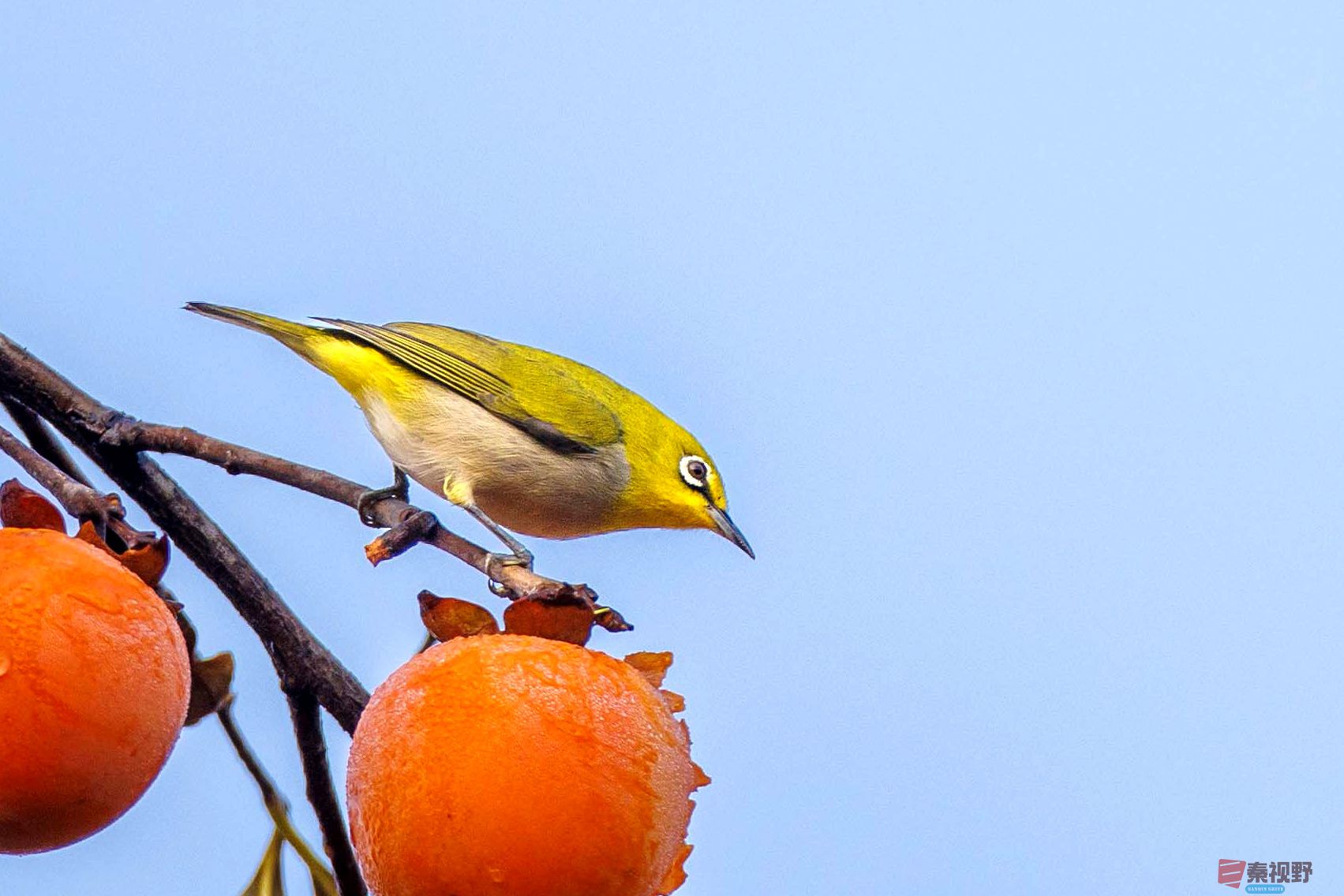 张永平_20251031222806 (2).jpg