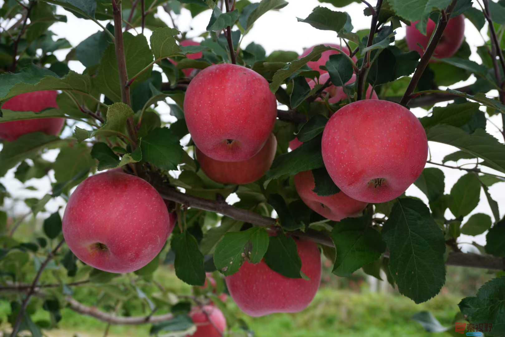 <strong>金秋结硕果【摄影孙宏伟】</strong>