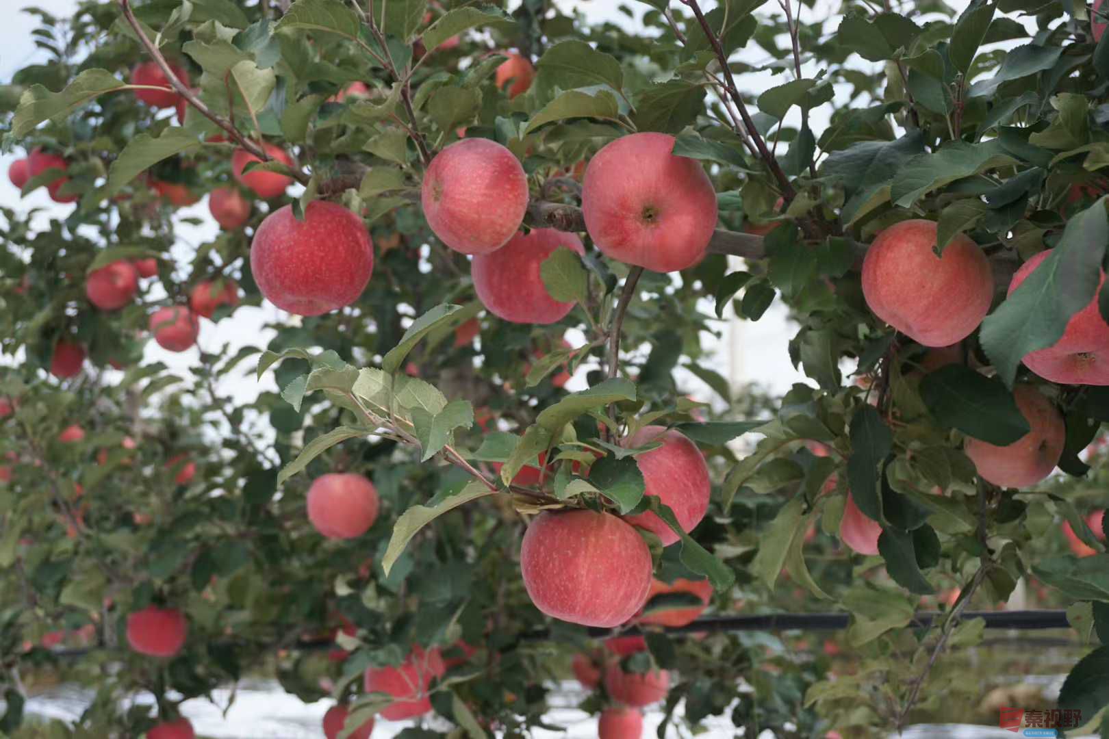 孙宏伟_20251031224224 (14).jpg