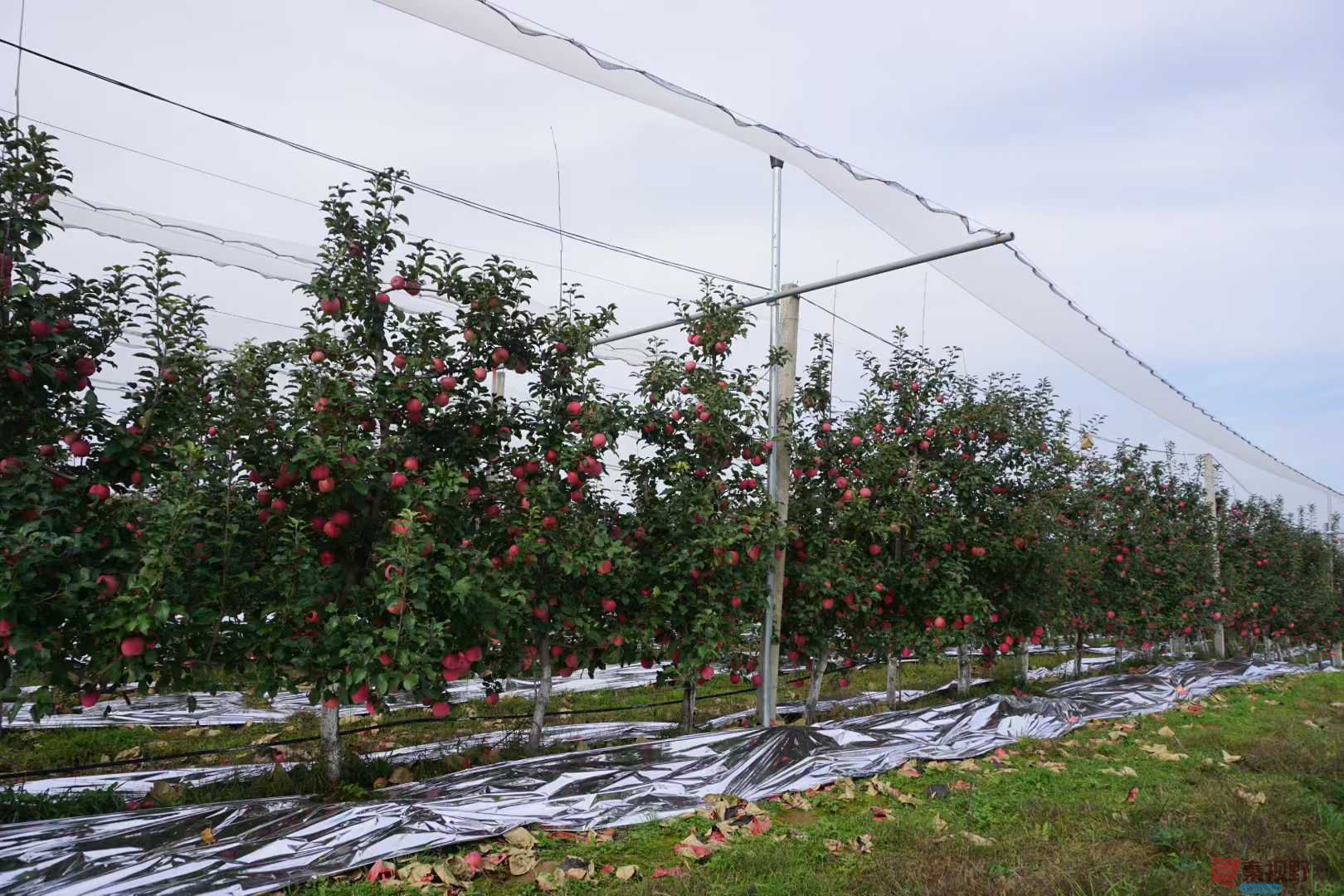 孙宏伟_20251031224224 (12).jpg