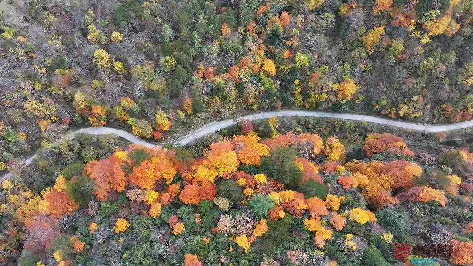 张宝光汉中黎坪景区_20251102160431_1957_104 (7).jpg