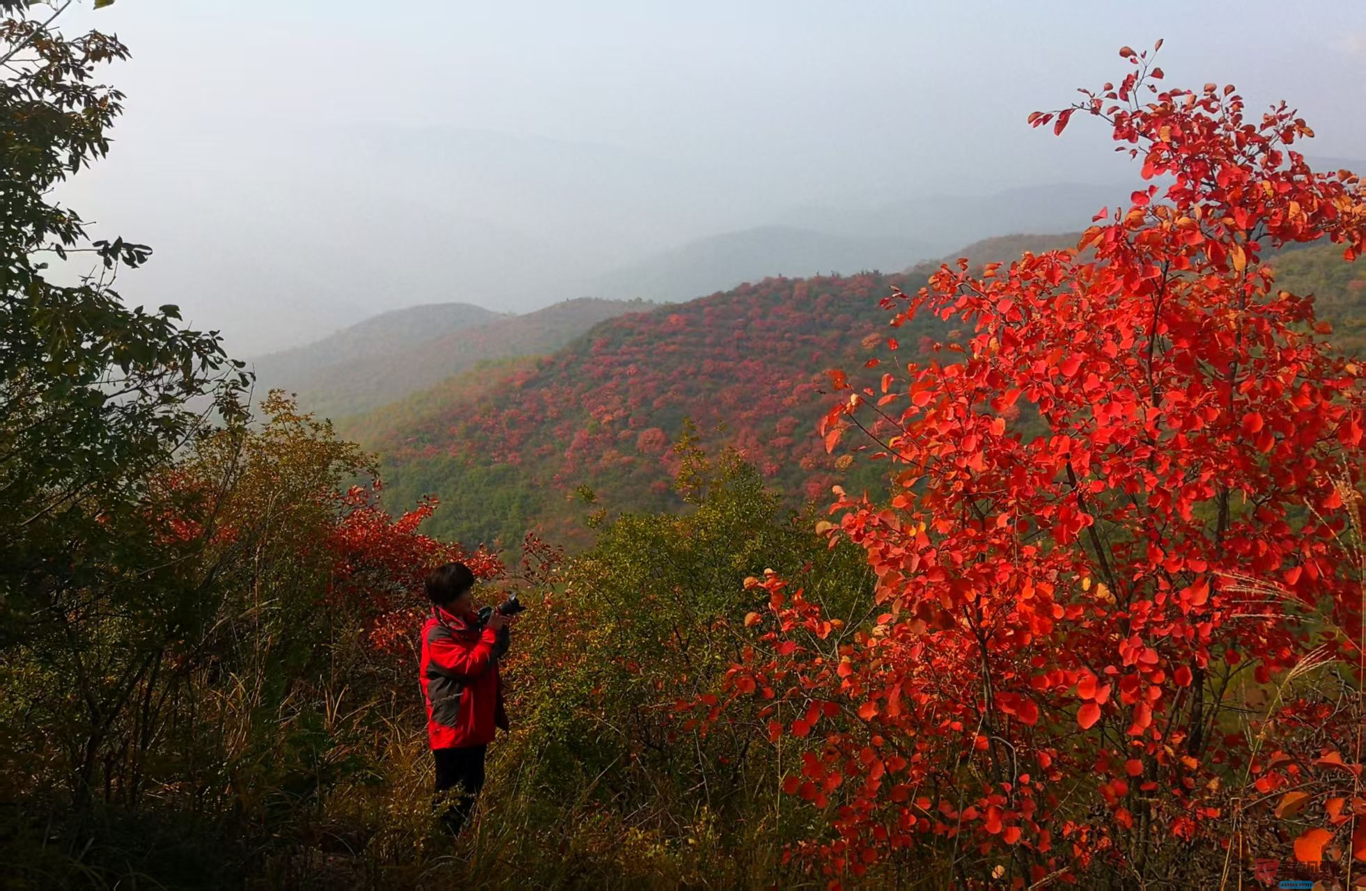 李雪平富平赵老峪秋色尽染！_20251101204543_388_47 (5).jpg